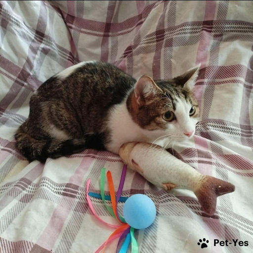 Изображение питомца