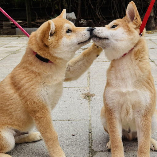 Изображение питомца