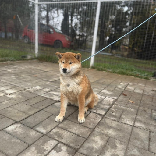 Изображение питомца