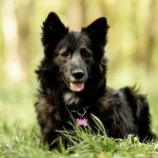 Изображение питомца