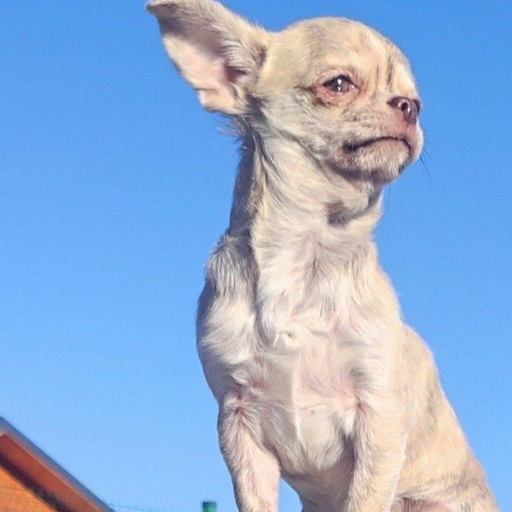 Изображение питомца