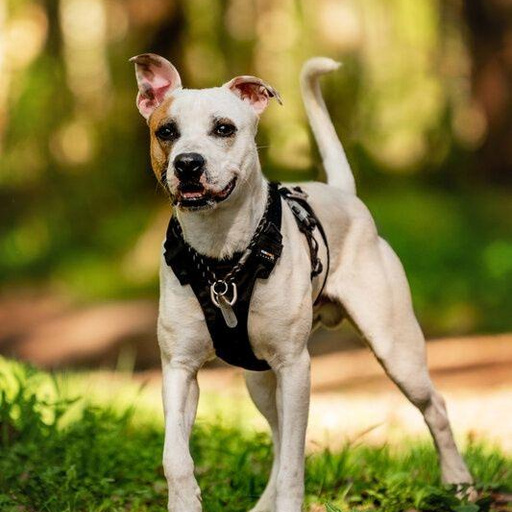 Изображение питомца