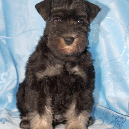 Изображение питомца