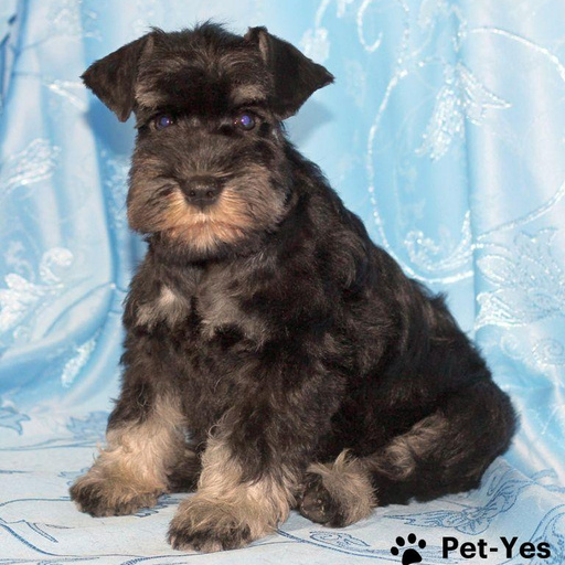 Изображение питомца