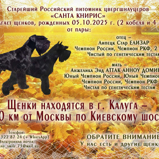 Изображение питомца