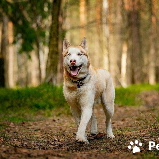 Изображение питомца