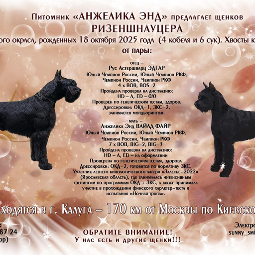 Изображение питомца