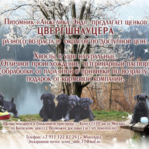 Изображение питомца