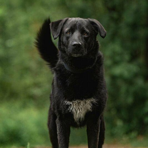 Изображение питомца