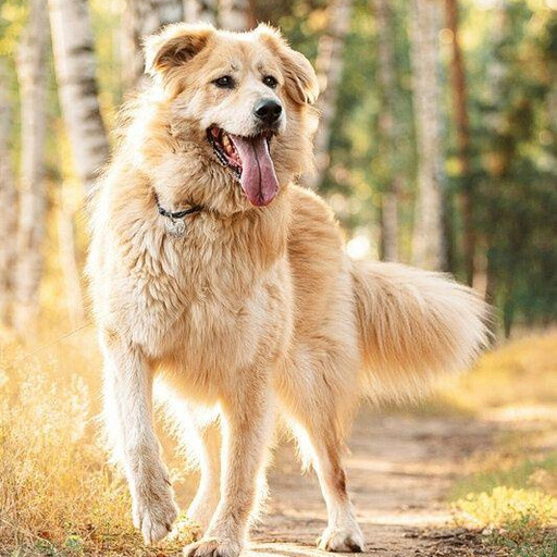 Изображение питомца