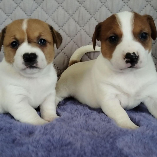 Изображение питомца