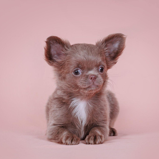 Изображение питомца