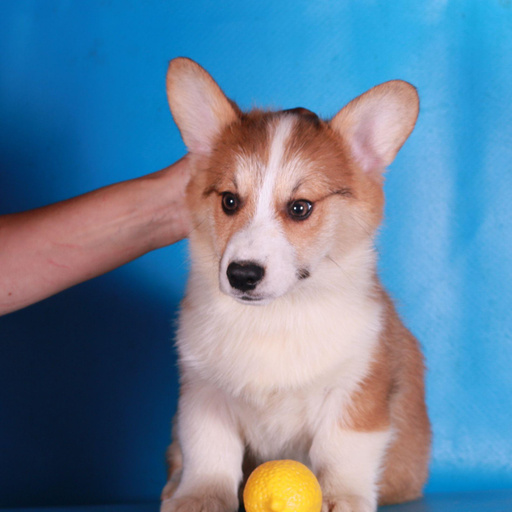 Изображение питомца