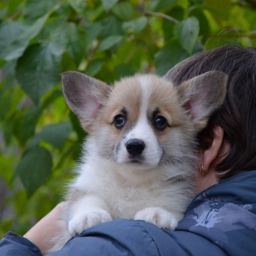 Изображение питомца