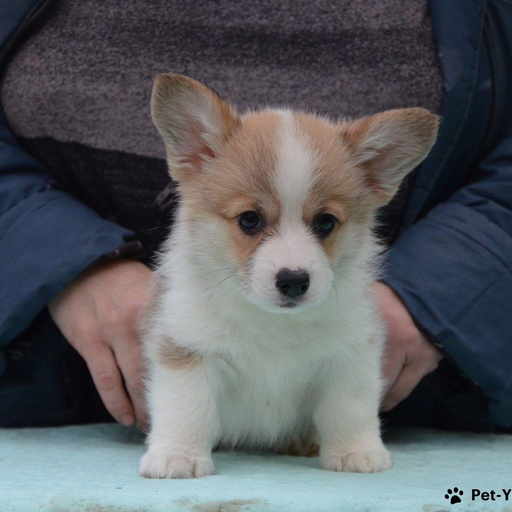 Изображение питомца