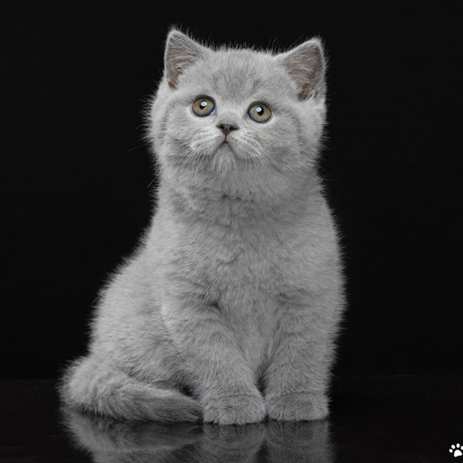 Изображение питомца