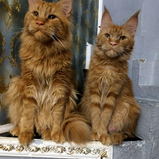 Изображение питомца