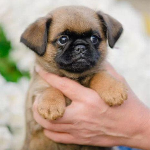 Изображение питомца