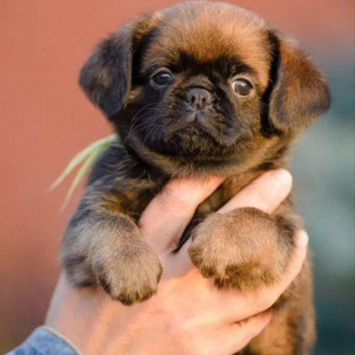 Изображение питомца