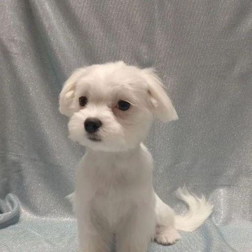 Изображение питомца