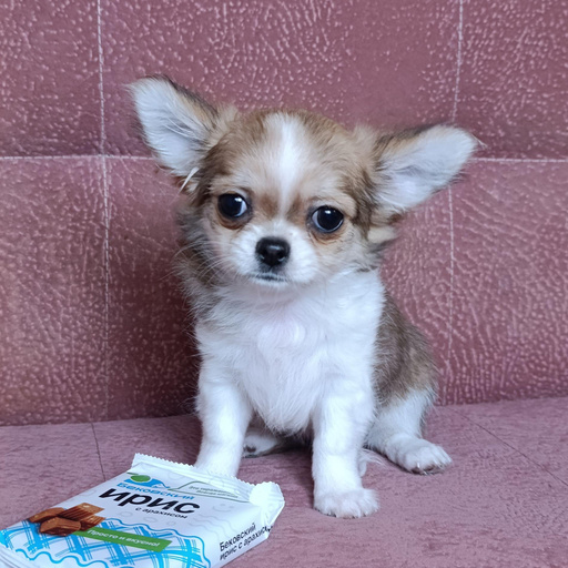 Изображение питомца