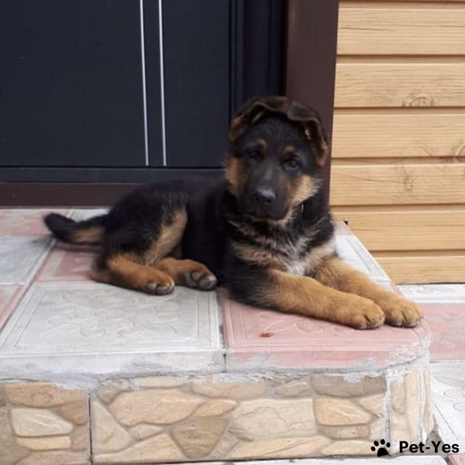 Изображение питомца