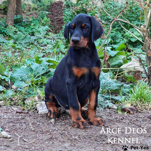 Изображение питомца