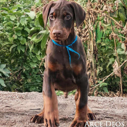 Изображение питомца