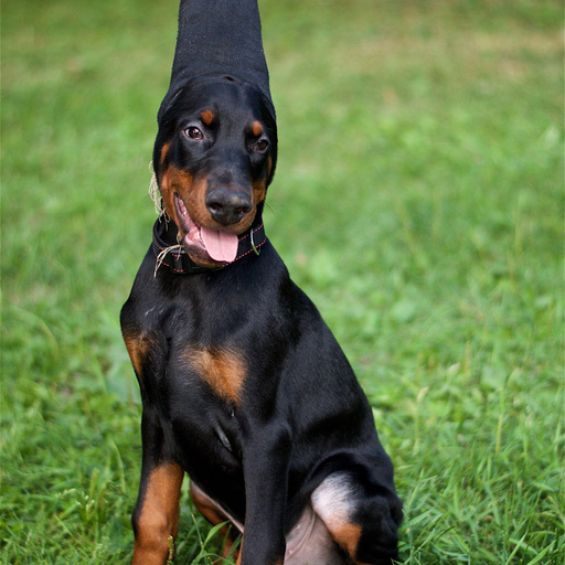 Изображение питомца