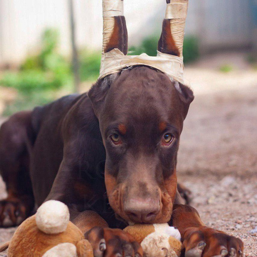 Изображение питомца