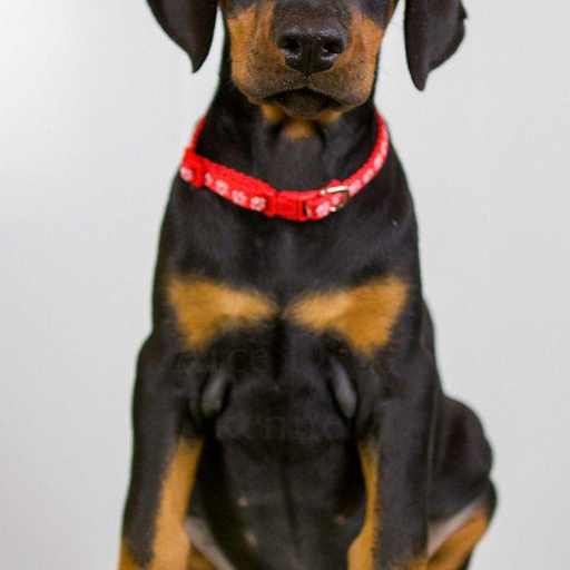 Изображение питомца