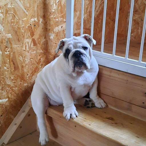 Изображение питомца