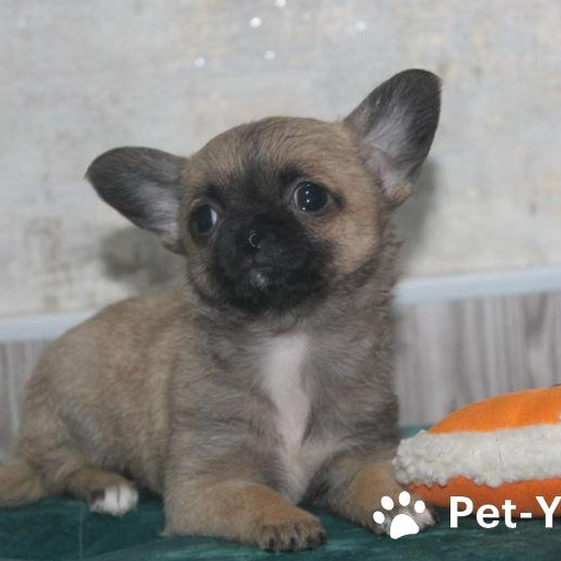 Изображение питомца