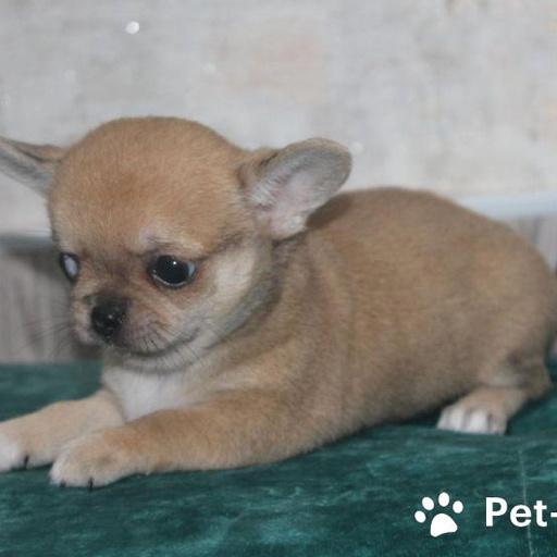 Изображение питомца