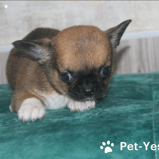 Изображение питомца