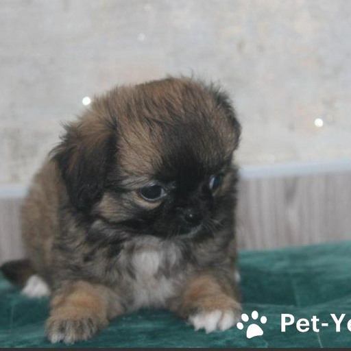 Изображение питомца