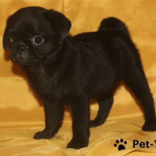 Изображение питомца