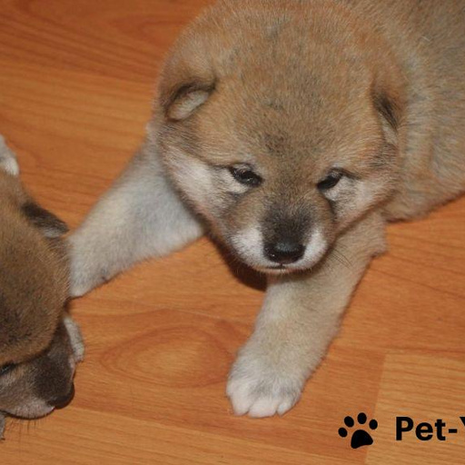 Изображение питомца