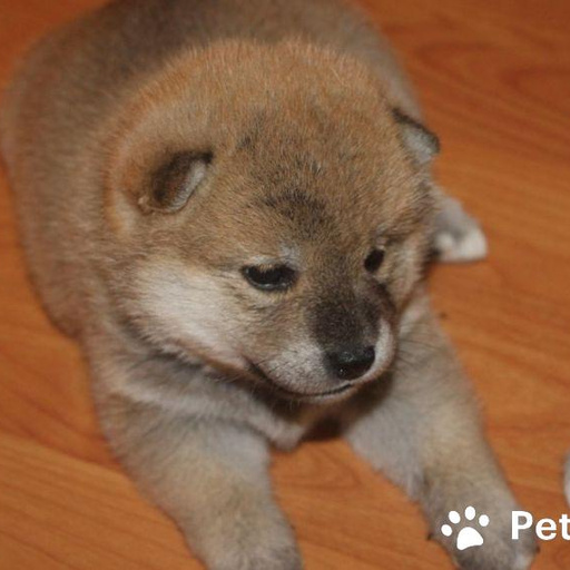 Изображение питомца