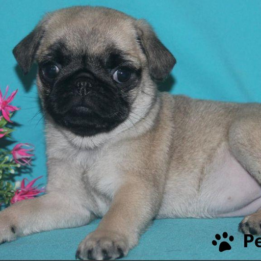 Изображение питомца