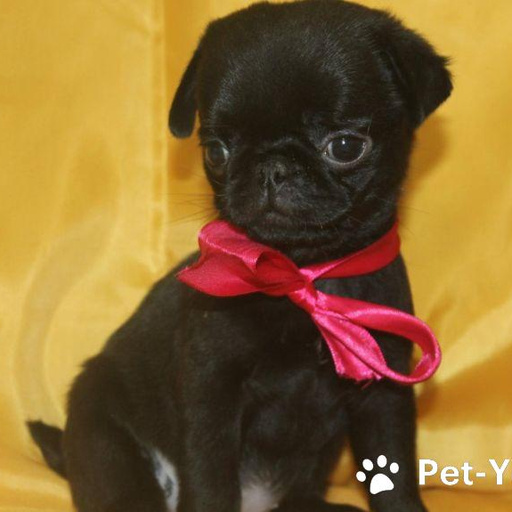 Изображение питомца