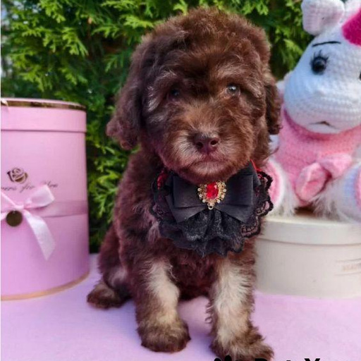 Изображение питомца