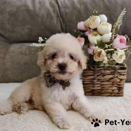 Изображение питомца