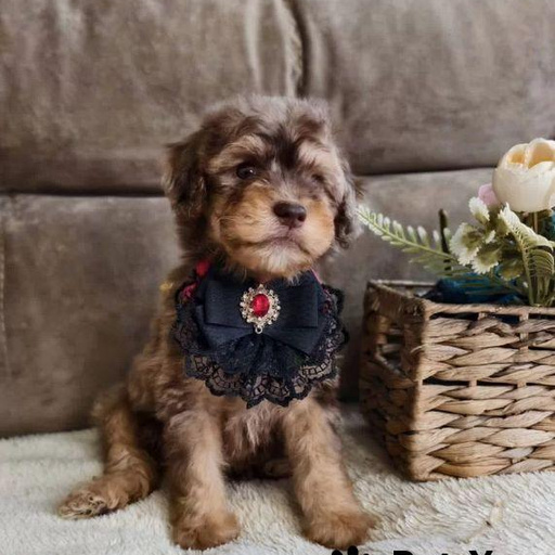 Изображение питомца