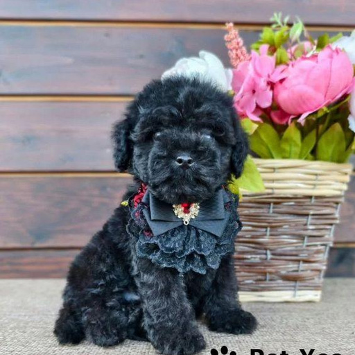 Изображение питомца