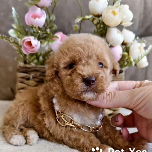 Изображение питомца