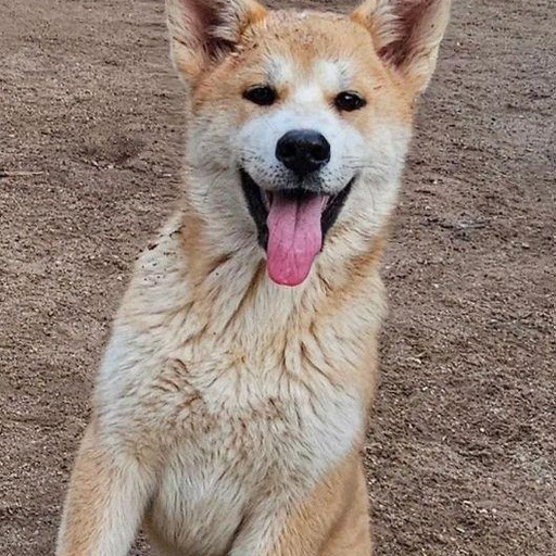 Изображение питомца