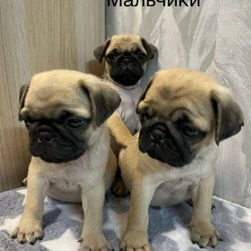 Изображение питомца