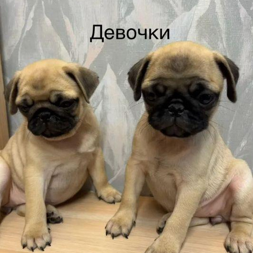 Изображение питомца