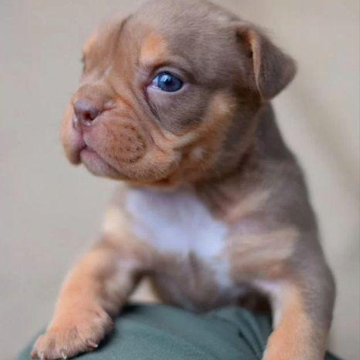 Изображение питомца